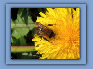 Common Carder Bumblebee. Hetton Park. 24th April 2024 2_Prv.jpg